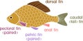 Different types fish fins